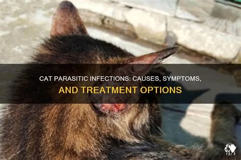 parasitic infection in cats