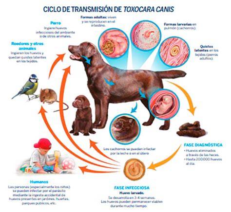 Parásitos intestinales en perros Síntomas y tratamiento Remedios