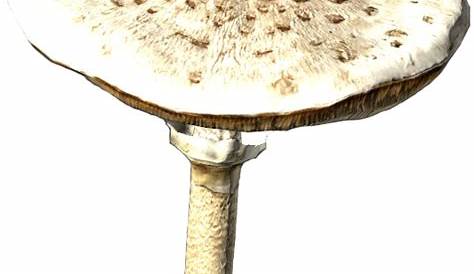 Parasol Mushroom DayZ Wiki
