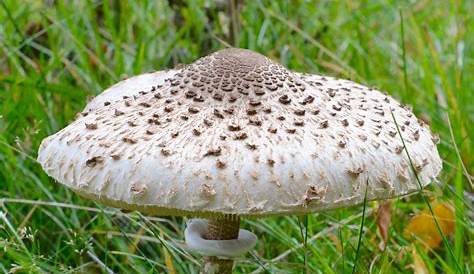 Parasol Mushroom Edible (Macrolepiota Procera)