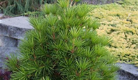 Japanese Umbrella Pine Is Unique Among Evergreens What