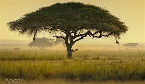 Parasol Tree Kenya Pin On Kibo Villa Amboseli