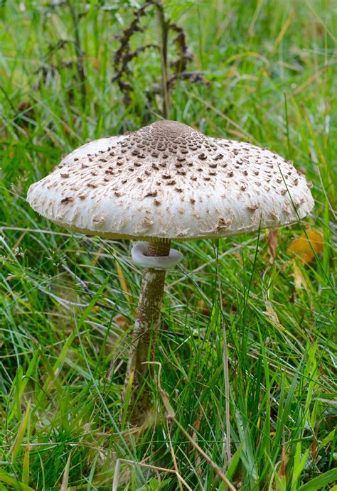 parasol mushrooms uk