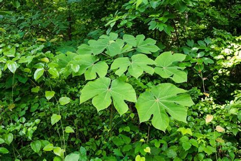 parasol tree holding dc