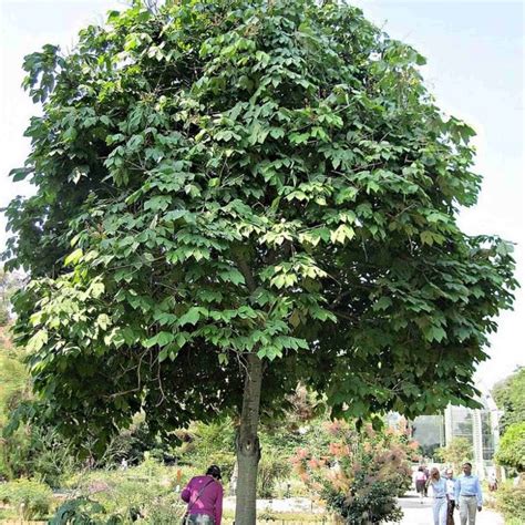 parasol tree supermarket