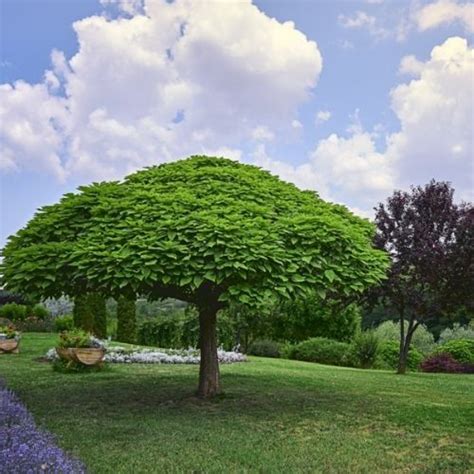Parasol Trees For Sale Uk
