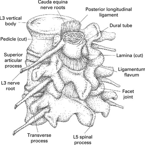 paraspinal soft tissue unremarkable
