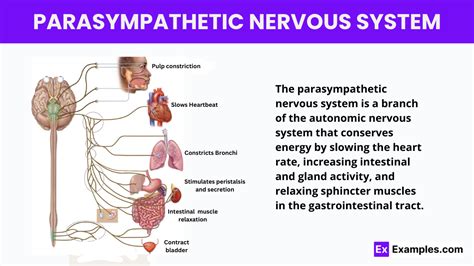 parasympathetic nervous system ap psychology definition