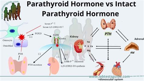Understanding Elevated Parathyroid Hormone Intact Levels and Implications