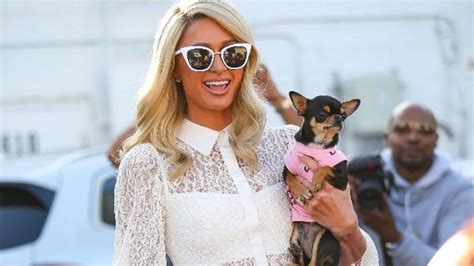 paris hilton chihuahua