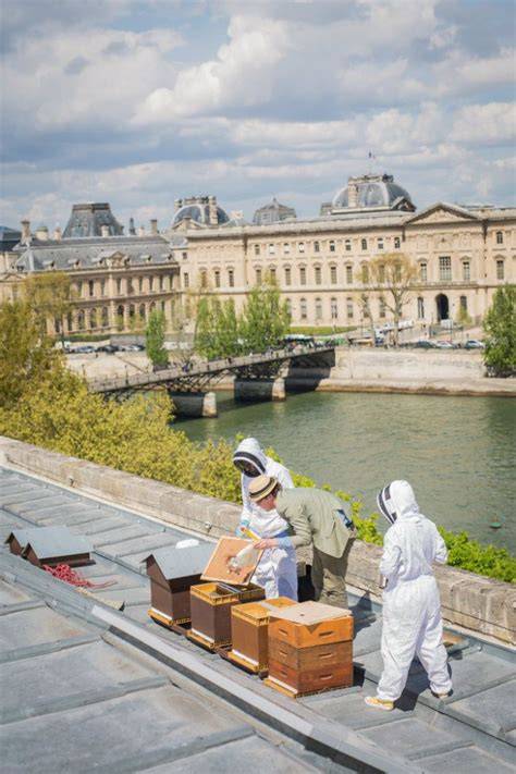 パリの屋上で行われる都市養蜂