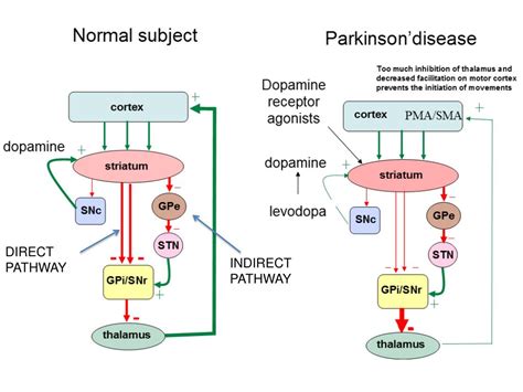 parkinson's direct and indirect pathway