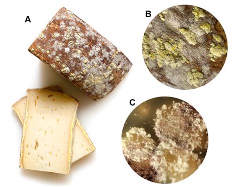 Parmesan Cheese Fungus