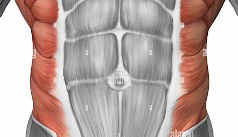 Paroi Abdominale Anatomie Fig. 3 Vue Antérieure Du Muscle Oblique Interne