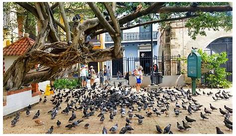 Parque de las palomas | Cheo | Flickr