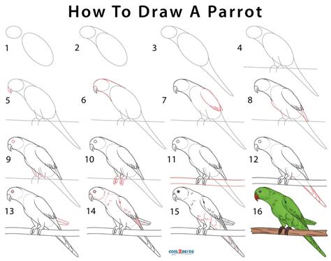 How To Draw a Parrot (Step by Step Pictures)