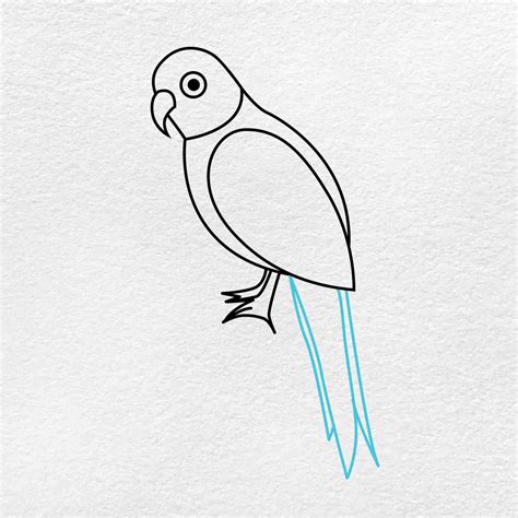 How to draw an african grey parrot Step by step Drawing