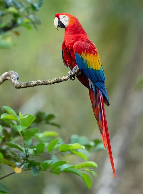Parrot Animal Or Bird