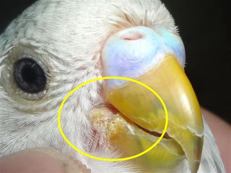 Parrot Beak Disease