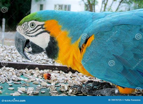 Parrot Eating Own Feathers