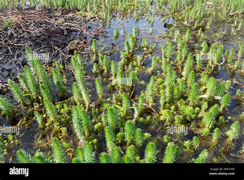 Closeup Colorful Parrot Feathers Photograph by Richard Bryce and Family