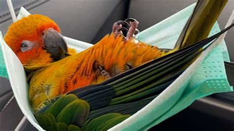 Parrot Hammock Mask
