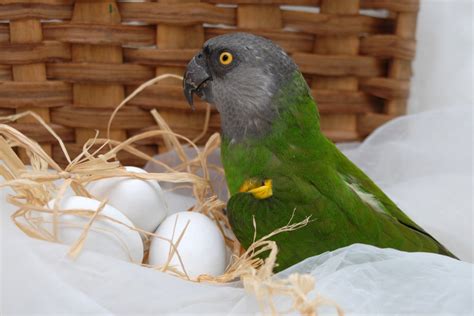 Parrot Laid An Egg Without Mate