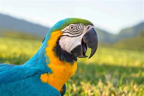 PARROT SPECIES The Ultimate Database