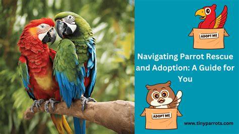 Pin on Parrot Rescue