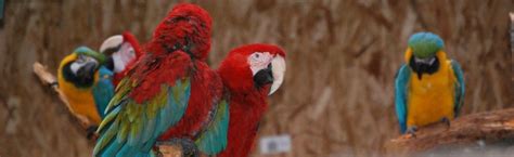 parrot sanctuary washington state