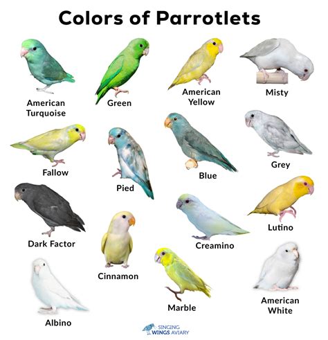 Discover 5 Insights parrotlet names for your adorable companion