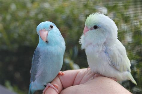 Parrotlets For Sale In Florida