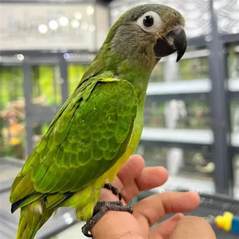 Parrots For Sale In Kenya