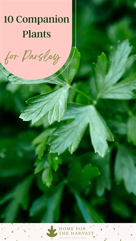 Parsley Companion Plants: A Guide To Enhancing Your Herb Garden