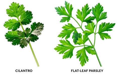 Parsley And Cilantro Difference