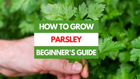 Parsley Growing Guide