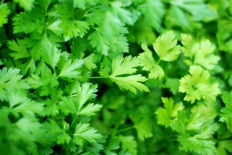 Parsley Herb Information