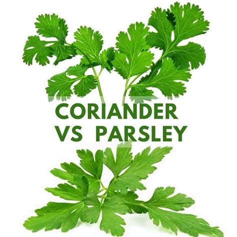 Parsley Leaf Hs Code