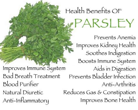 Parsley Leaves Side Effects