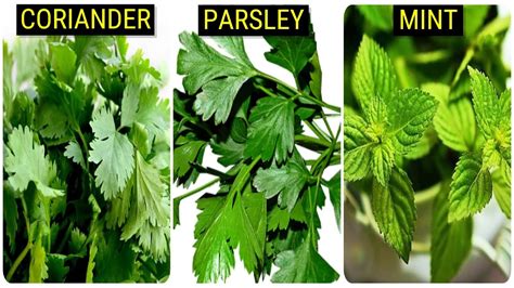 Parsley Or Mint