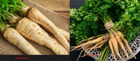 Parsley Root And Parsnip The Same Thing