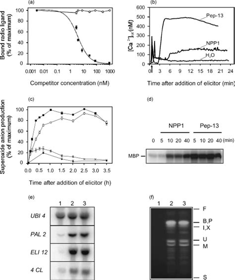 Parsley-Trigger Validation On Change