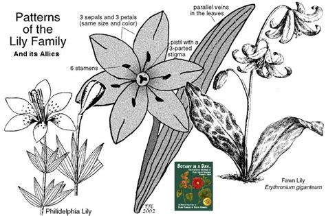Parts Of A Lily Plant Diagram