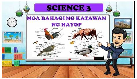 Mga Bahagi ng Katawan (Parts of the Body) - YouTube