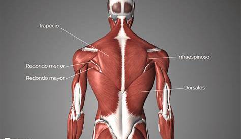 Guía Científica Para Entrenar La Espalda (Para Hombres Y Mujeres)