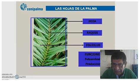 El cultivo de la palma de aceite(Elaeis guineensis Jacq.)