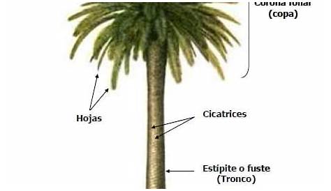 3 formas de identificar las palmeras - wikiHow