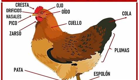 Partes del cuerpo y plumas del gallo y la gallina - GP