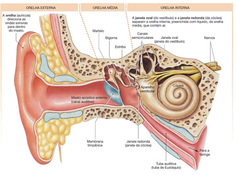 partes da orelha anatomia