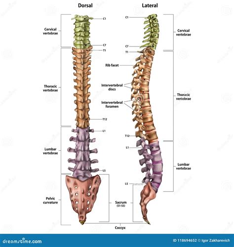 partes de la espina dorsal